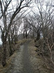 春の丹沢塔ノ岳・尊仏山荘への登山ルート