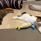 アイリスオーヤマ・マジカリーナ123P徹底レビュー！うちの猫（ペット）も安心のおすすめコードレス掃除機