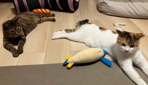 アイリスオーヤマ・マジカリーナ123P徹底レビュー！うちの猫（ペット）も安心のおすすめコードレス掃除機