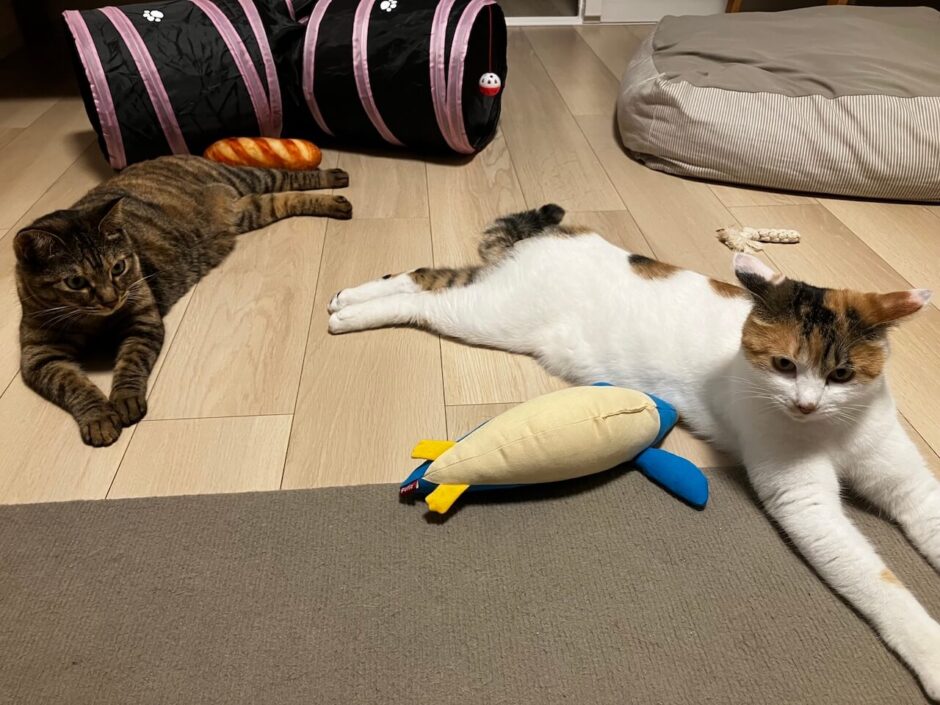 アイリスオーヤマ・マジカリーナ123P徹底レビュー！うちの猫（ペット）も安心のおすすめコードレス掃除機